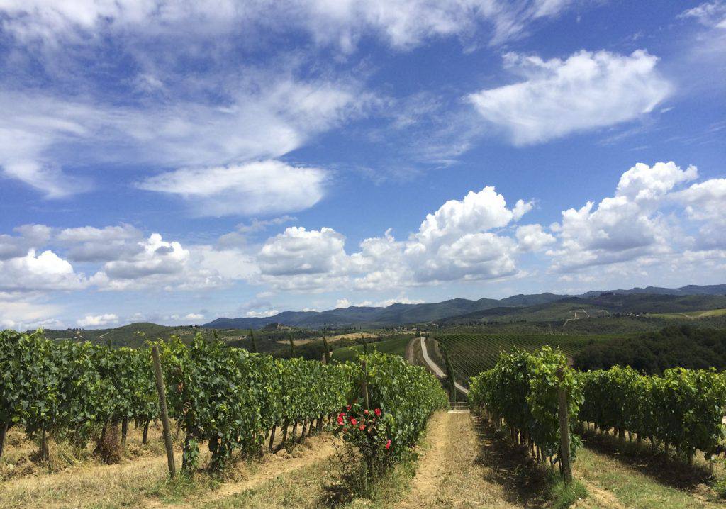 Vines at Dievole