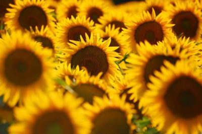 8 things you must experience during your Italian holidays