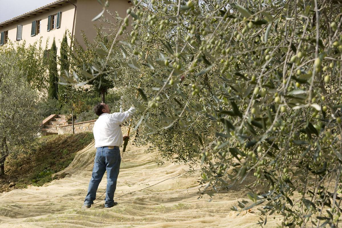 dievole olive groves