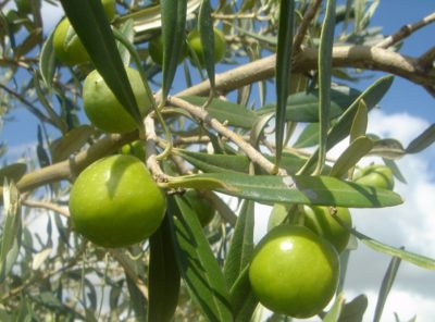 Nocellara olives: why to choose this olive oil