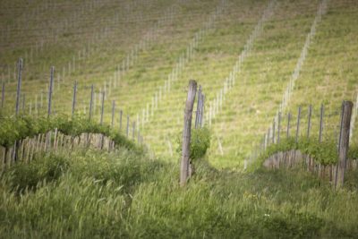 Sangiovese, King of the Tuscan Vineyard