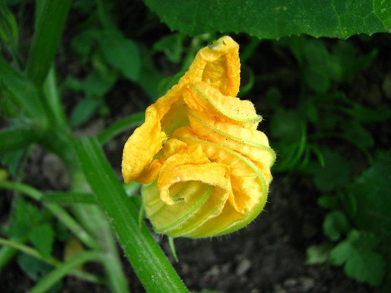 ‘fiore di zucca fritto’