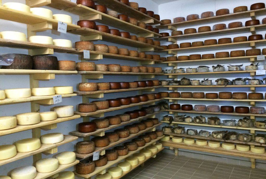 Tuscan pecorino cheese aging on shelves