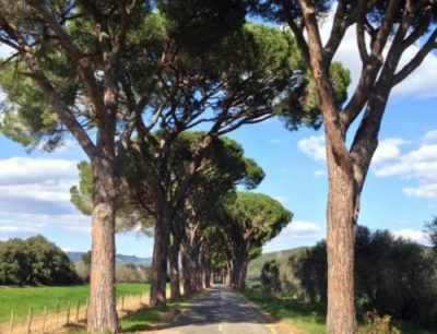Top Five Wine Roads in Tuscany