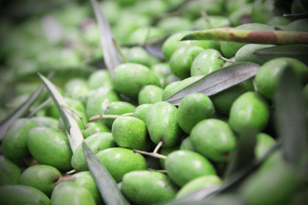 Dievole's olives