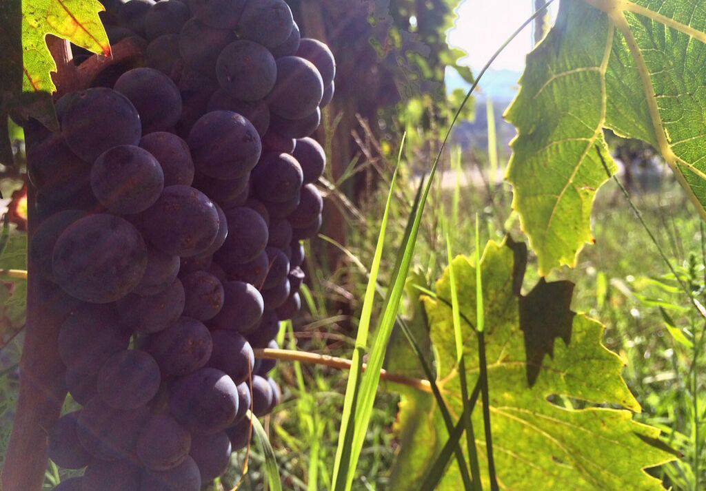 Sangiovese grapes almost ready for the harvest at Dievole