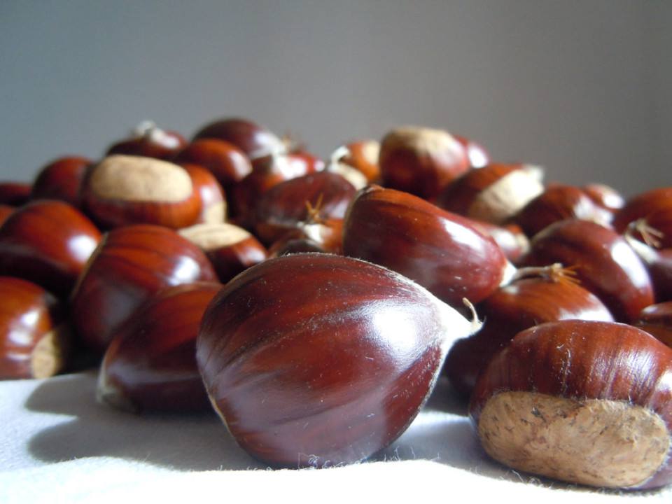 Chestnuts are the star of a lot of Fall Harvest Festivals in Tuscany