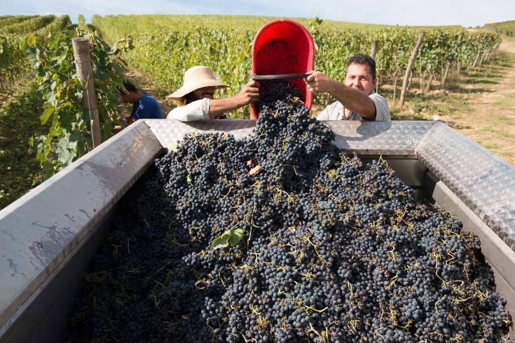 Harvesting Sangiovese grapes