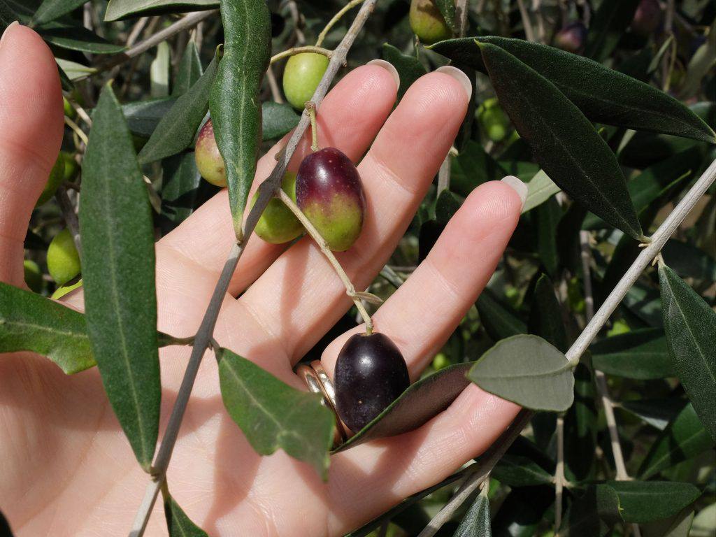 Almost ripe olives on the tree