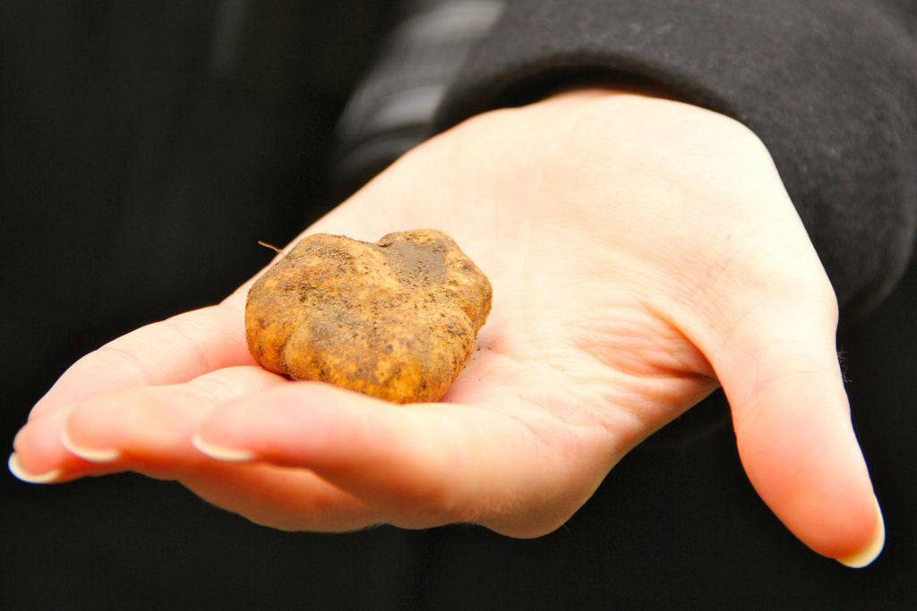Autumn in Tuscany is packed with fun: ever tried Truffle hunting? | Photo Michela Simoncini (Flickr creative commons)