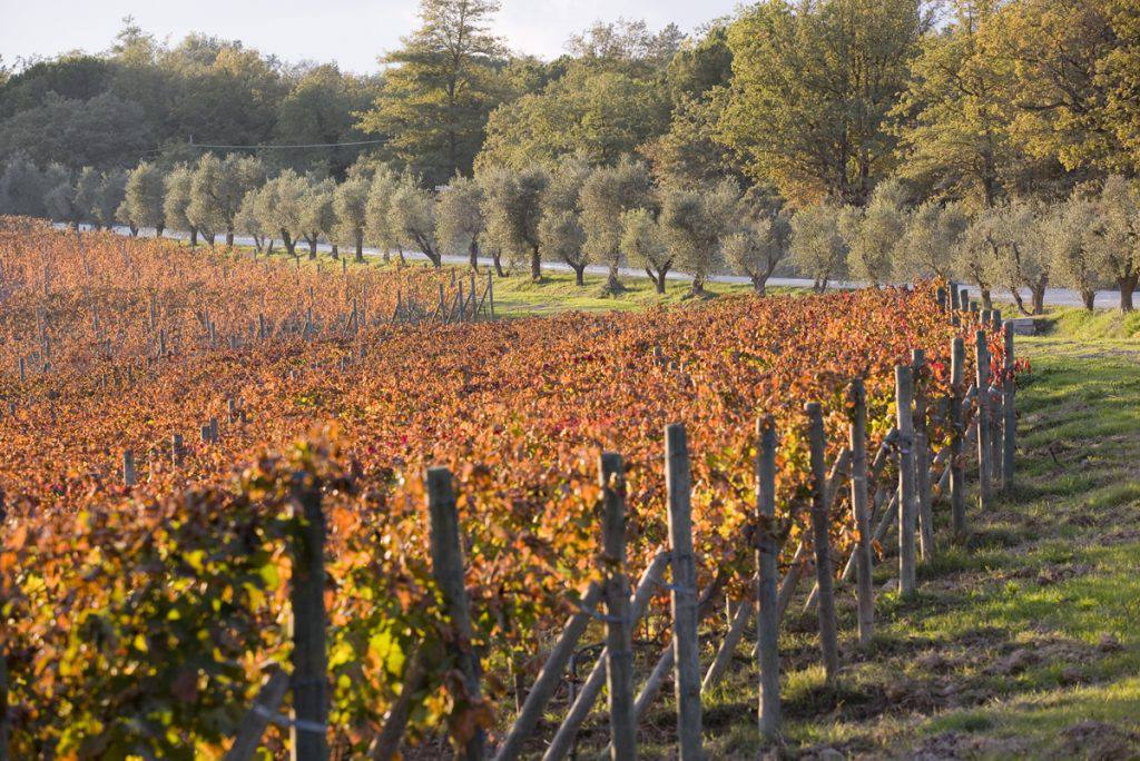 Vineyards Dievole Vineyards inspire words of wisdom and beauty.