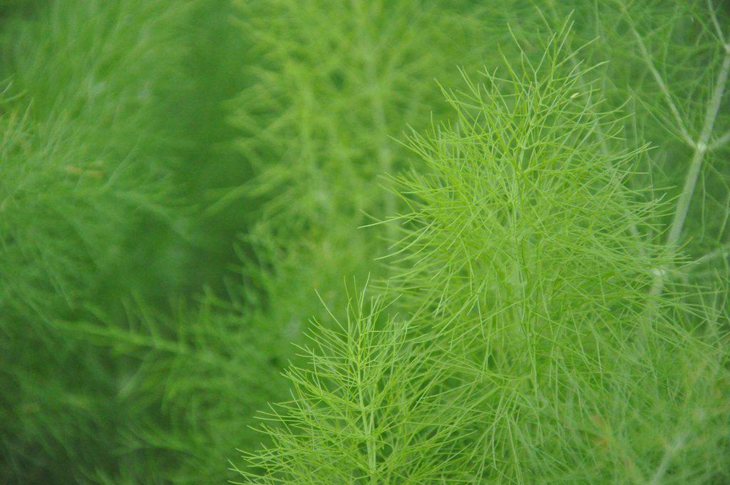 Lush and green wild fennel is perfect for pesto! Ph. J Biochemist (Flickr CC)