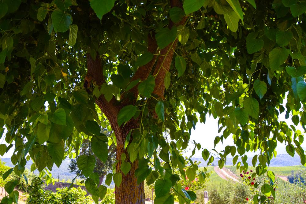 Our mulberry tree is a cascade of green!