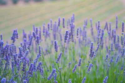 Un weekend in Toscana tra vino e natura