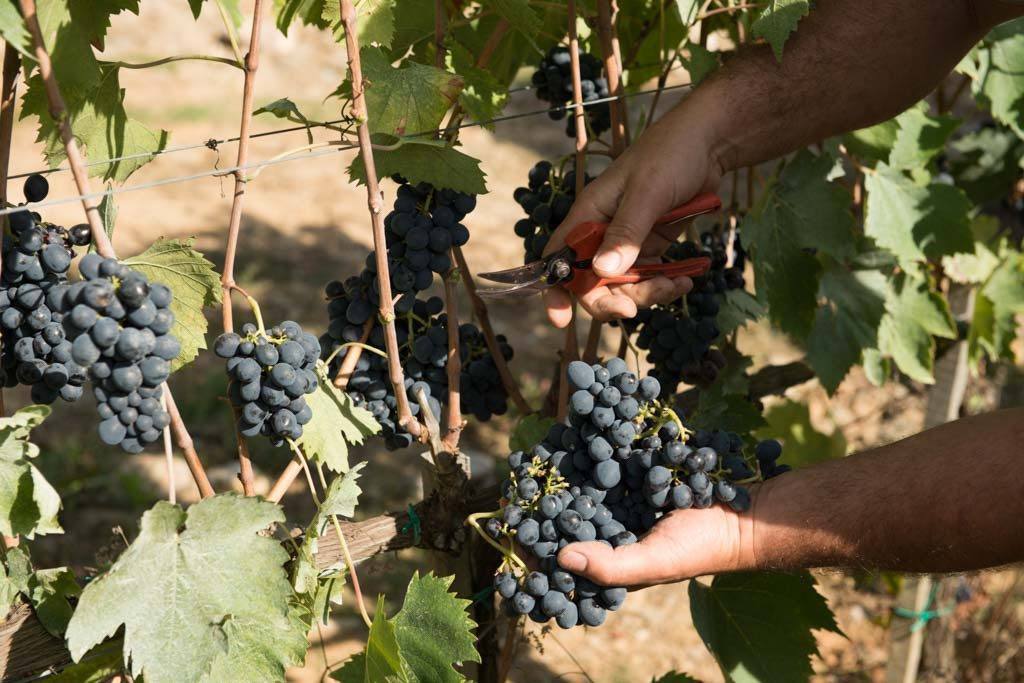 picking grapes by hand