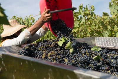 La Festa della Vendemmia: Una Tradizione Toscana