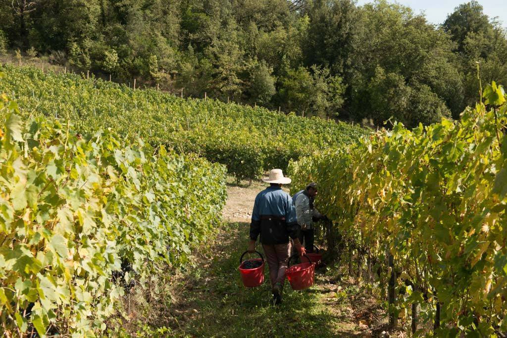 Dievole vendemmia 2014-7