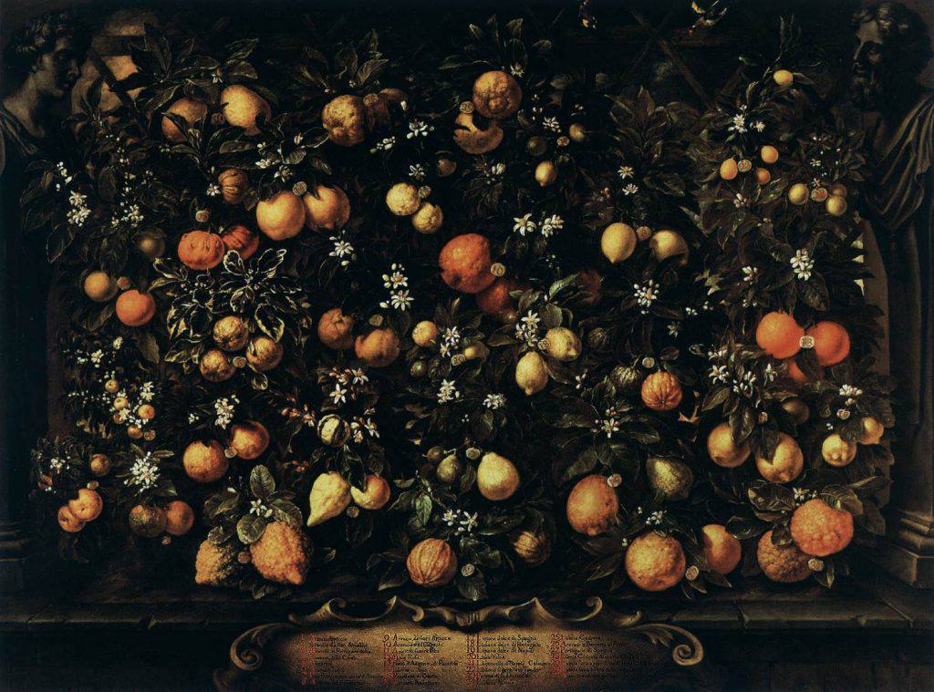 Bartolomeo Bimbi, citrus of the Medici (source: wga.hu)