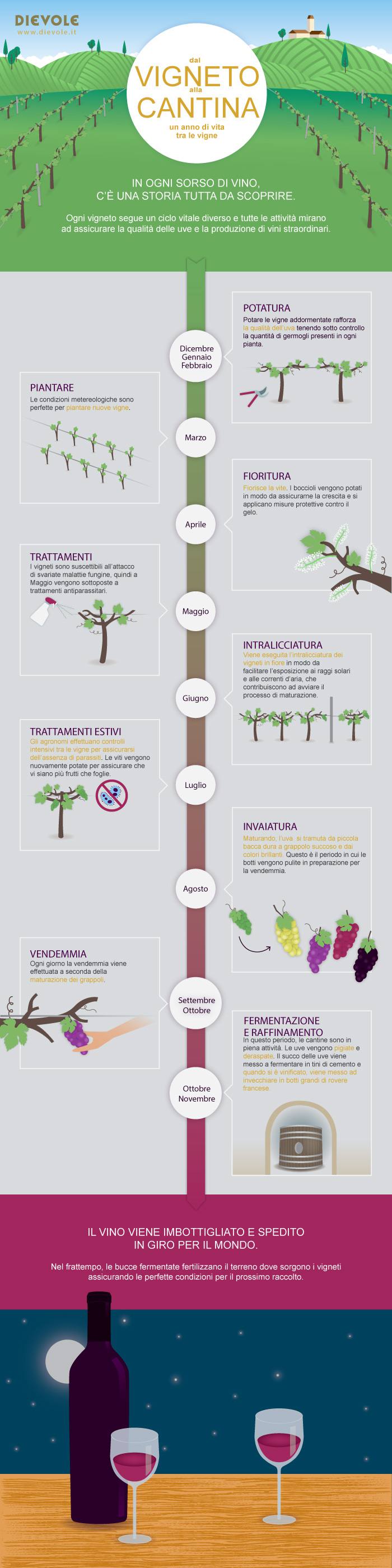 Le fasi della vendemmia