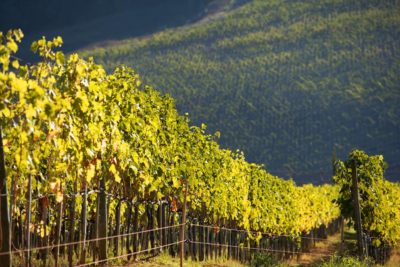 Le fasi della vendemmia