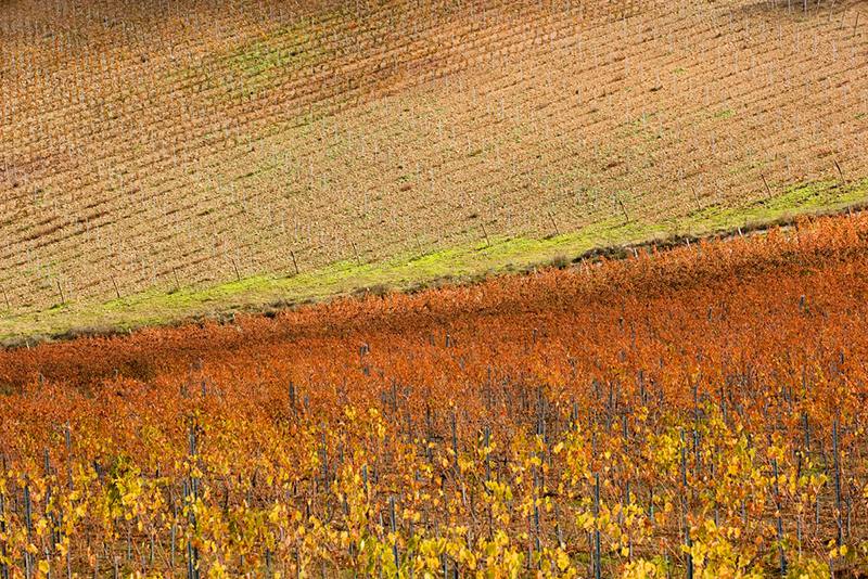 Our vineyards looks so good dressed in Fall colors!