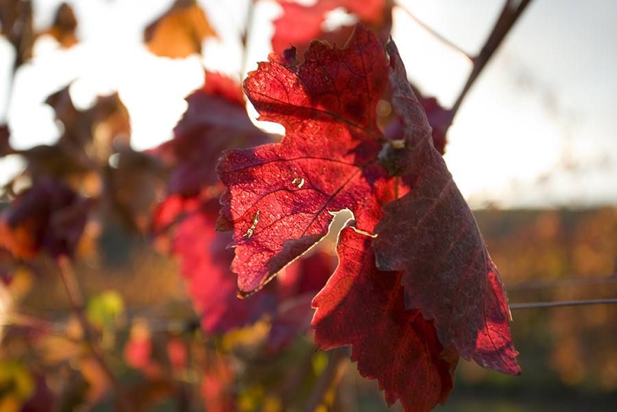 These enchanting red leaves remind us of wine! What do you think?