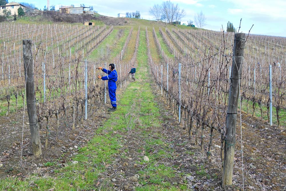 Consorzio Chianti Classico is about high quality: we tend to our vines constantly!