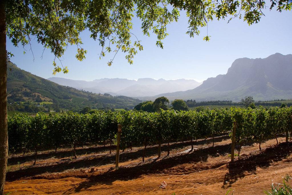 Stellenbosch Vineyard | Photo Dan Baxter