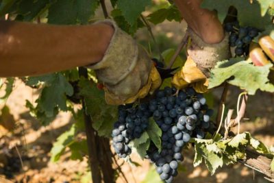 Red wine types: when does the harvest start in Italy?