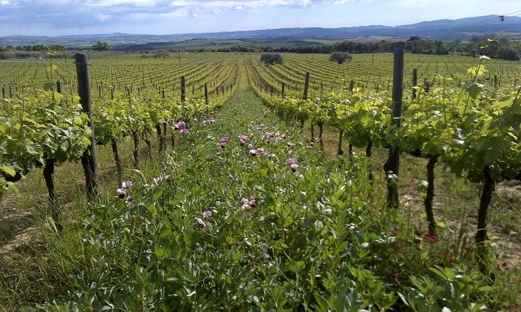 Montalcino Wine Tour
