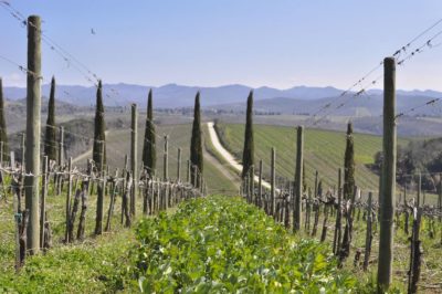 Read between the vines: How what grows there regenerates the earth