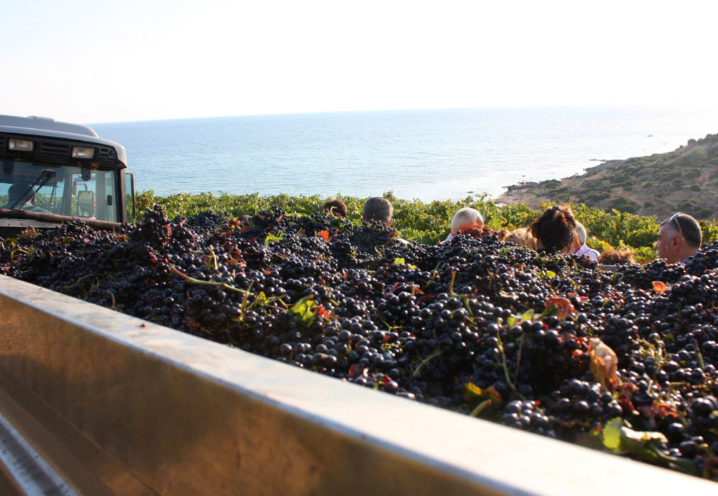 La vendemmia nelle meravigliose terre siciliane