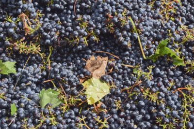 I benefici del vino per il nostro corpo