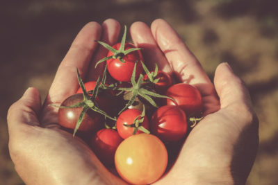 Piatti Vegetariani: Quali tipologia di vino abbinare?
