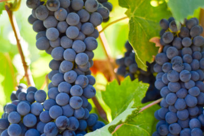 Brunello di Montalcino: Discovering a Wine Zone