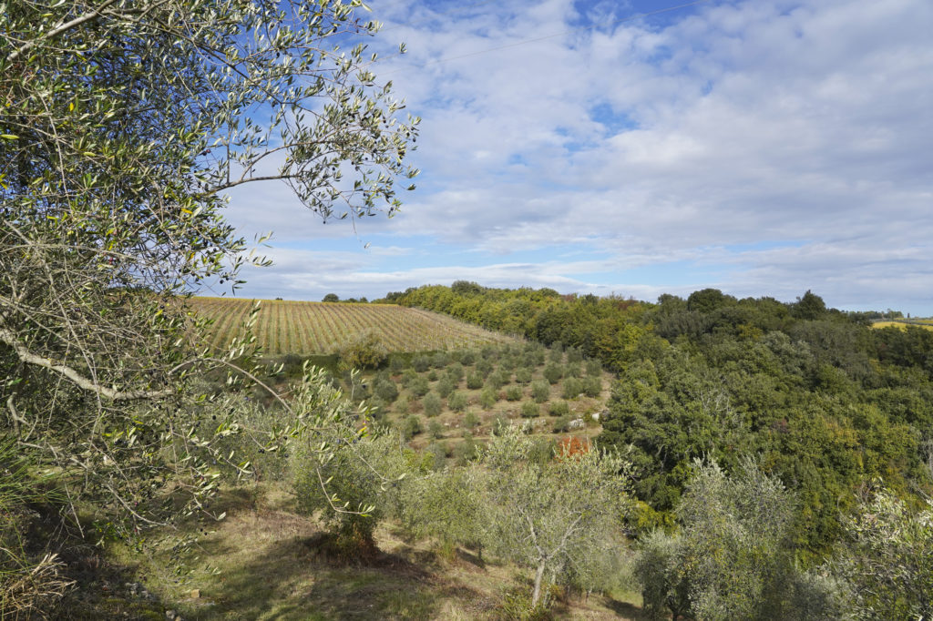 L'oliveta a Catignano