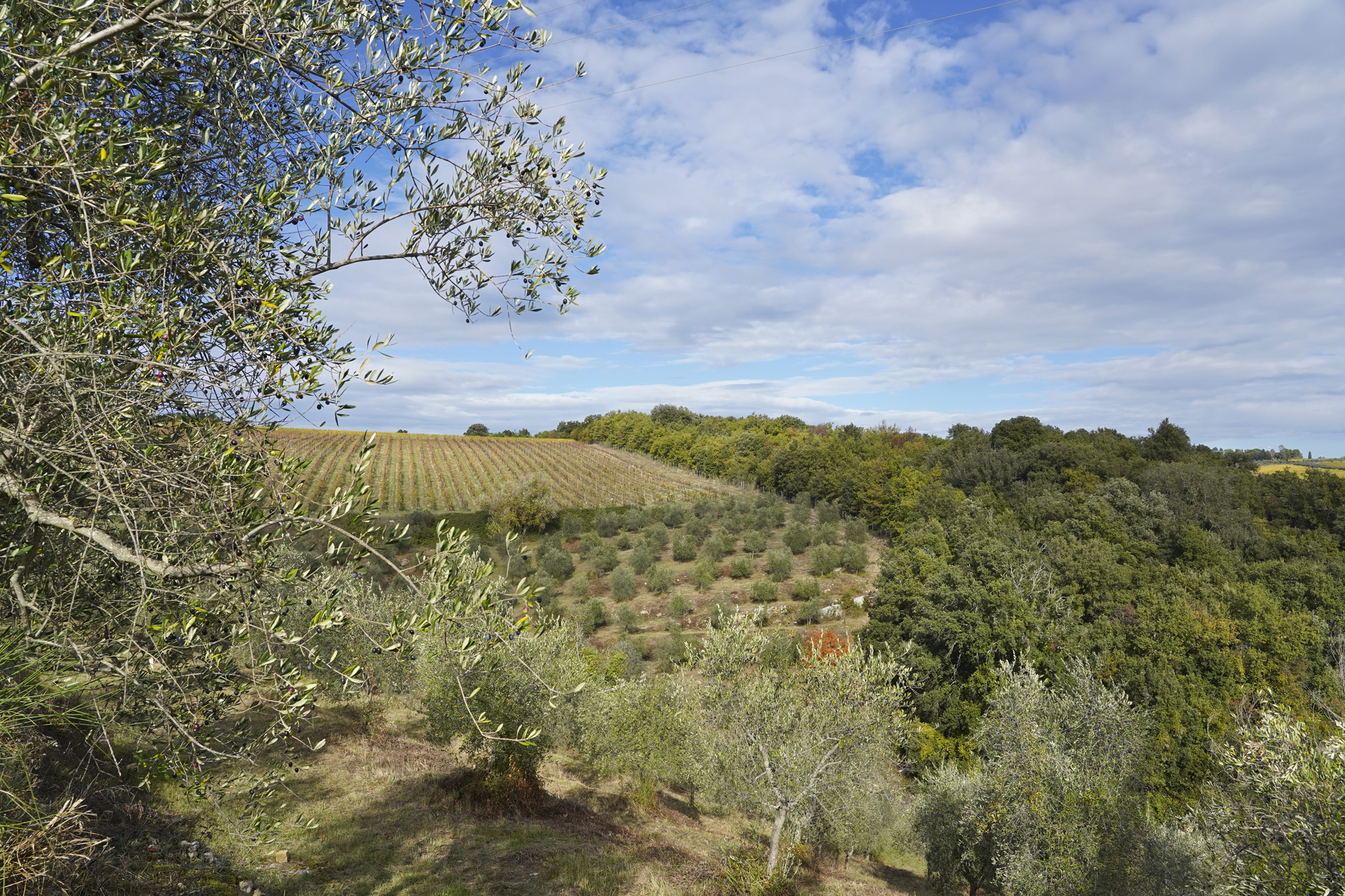 Toccastelle: reaching for the stars with a historic vineyard and olive grove