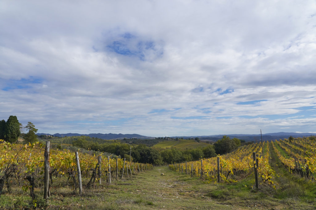 Il vigneto a Catignano