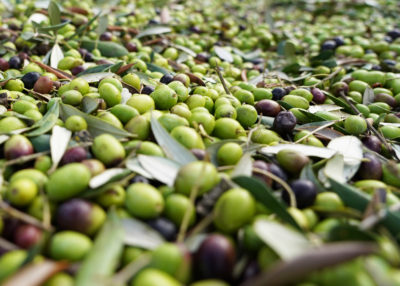 Types of Olive Oil: this Quiz Finds the Best one for you
