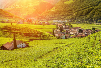 Alto Adige per gli amanti del vino: terra del Gewürztraminer