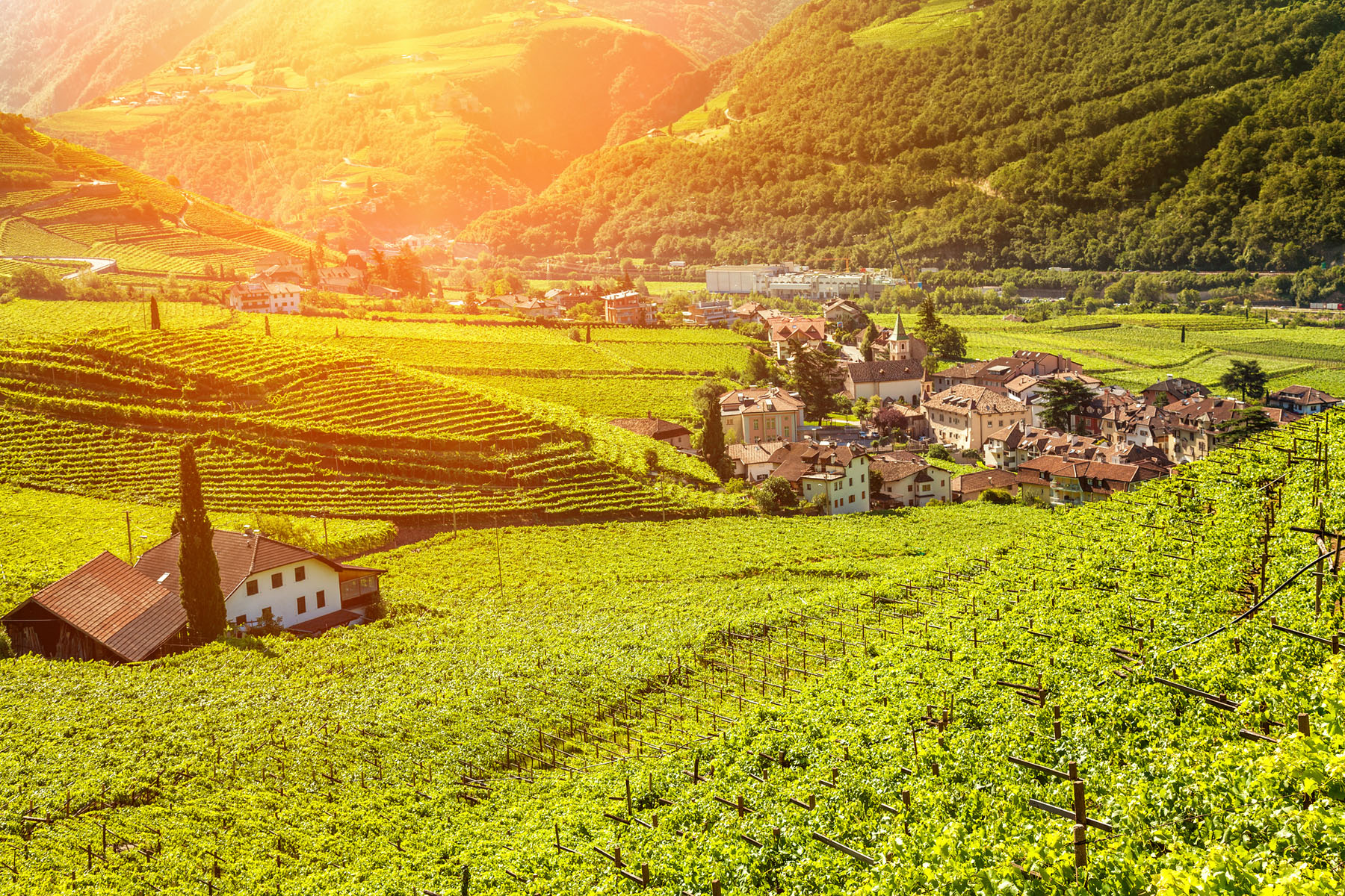 Beautiful Sunset View Over A Vineyard In Italy - Alto Adige Wine Travel Guide