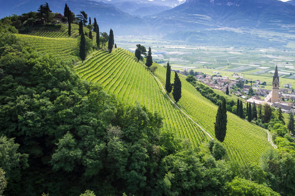 Vigna Kastelaz a Termeno - Alto Adige Itinerario Vino