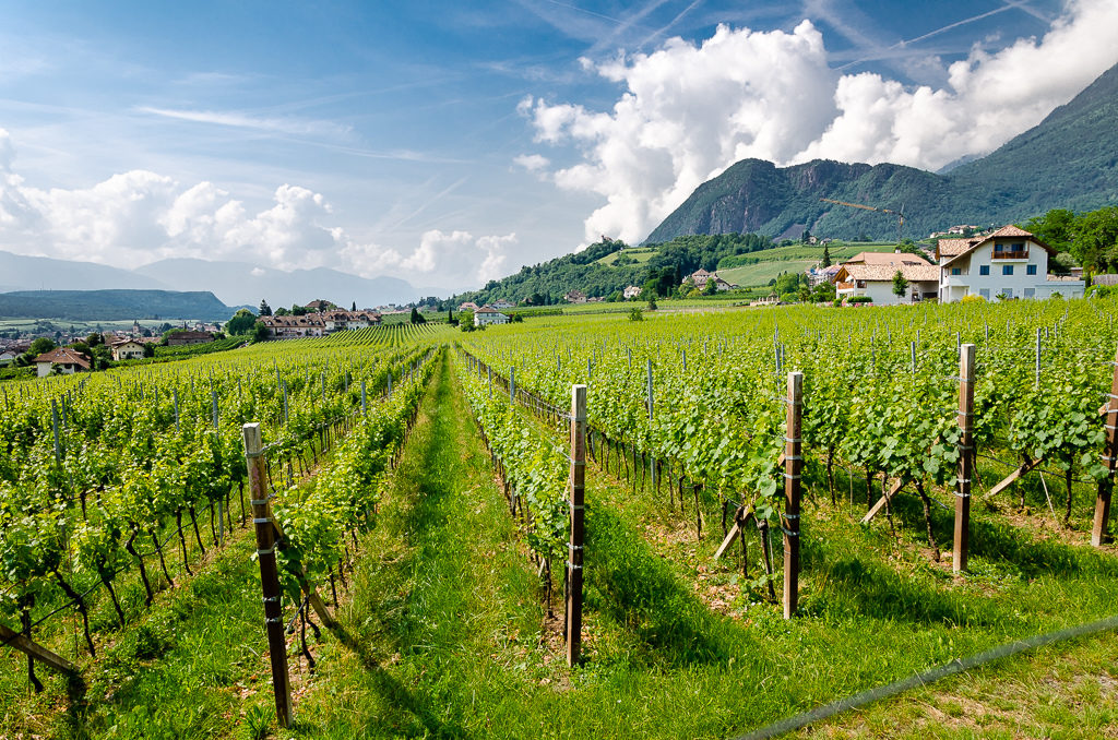 Vigneti in Alto Adige - Alto Adige Itinerario Vino