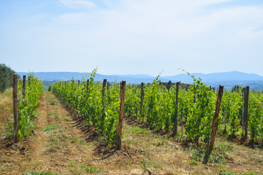 A summer view of our vineyards at Podere Brizio, Montalcino A summer view of our vineyards at Podere Brizio, Montalcino - Millennials and wine 101