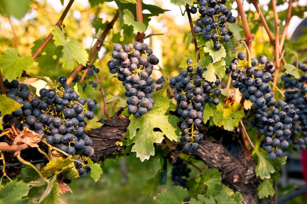 Un vigneto in Valpolicella - Guida essenziale al wine tourism in Veneto