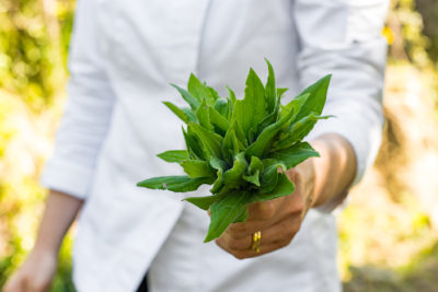 Wild Greens: Foraging and Recipes