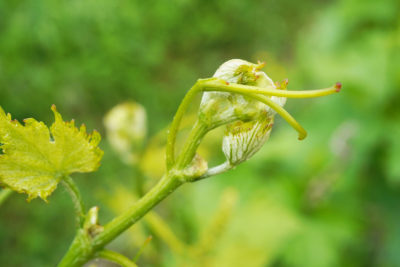 Agricoltura sostenibile a Dievole: ecco perché
