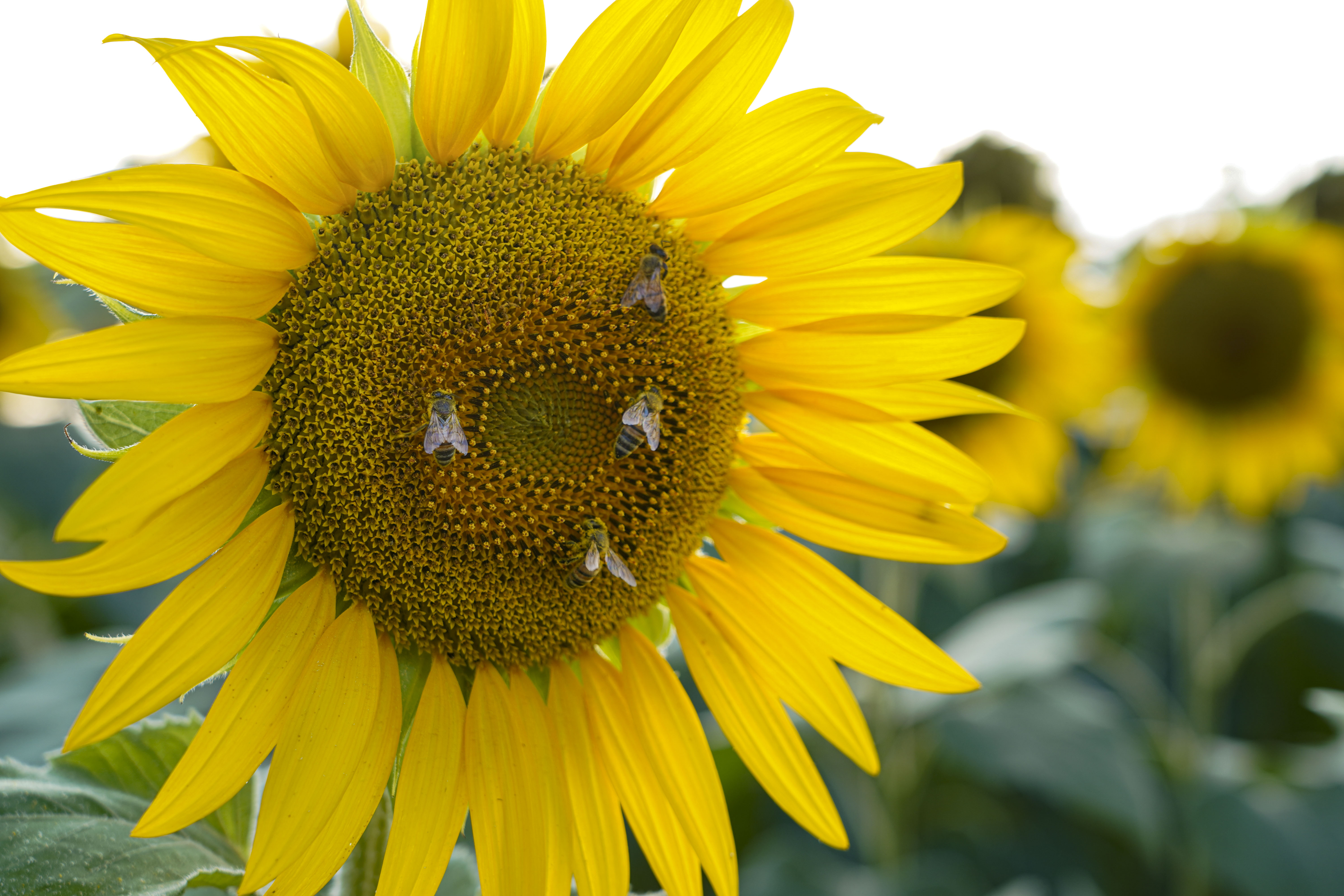 Le api, amiche della biodiversità e dell’ambiente