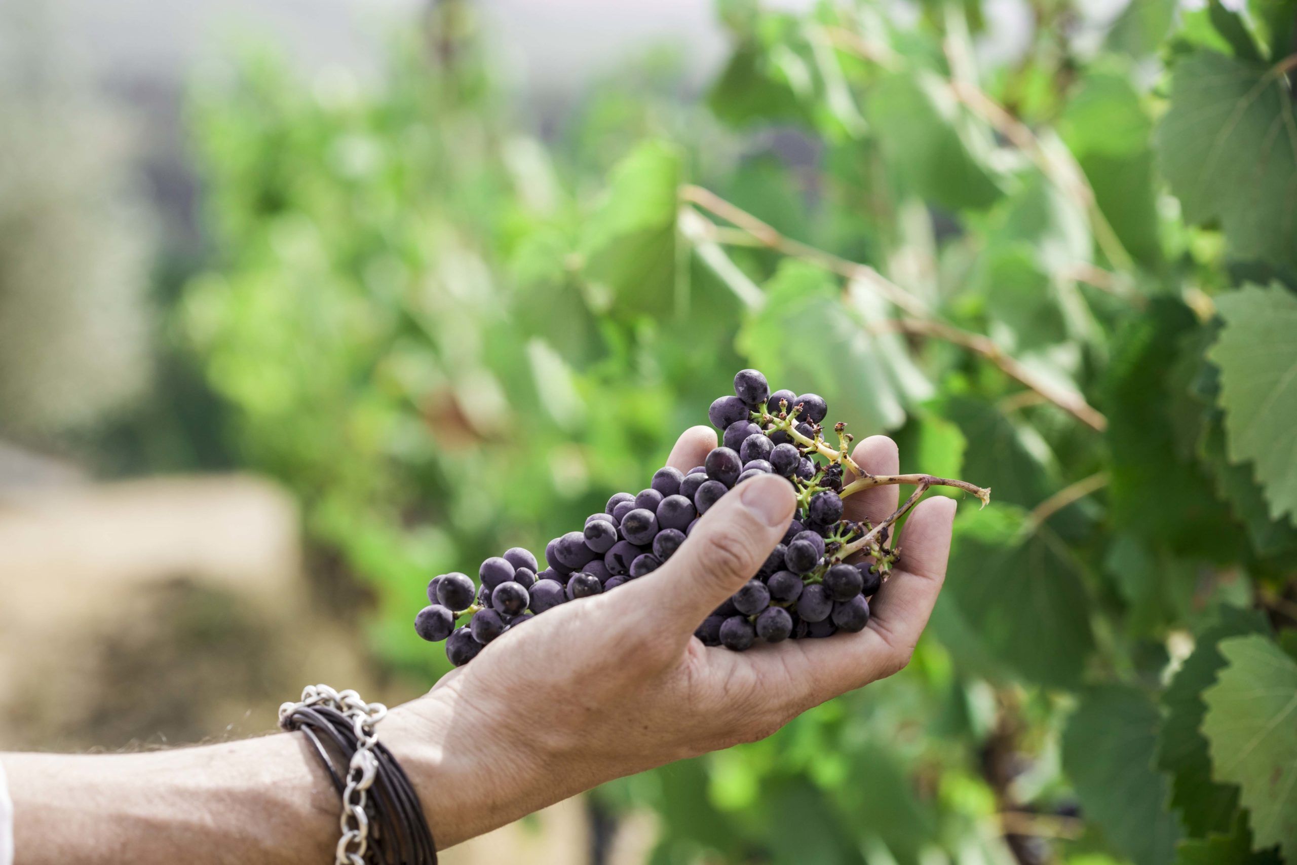 Perdersi nel mistero del vino