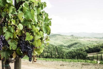 First roots: the name Chianti Classico